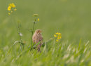 Corn Bunting