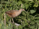 Corncrake