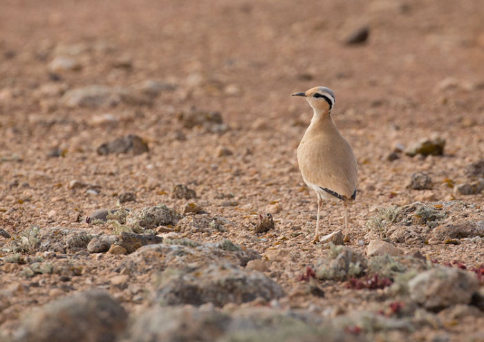 Cream-coloured Courser