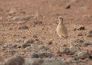 Cream-coloured Courser