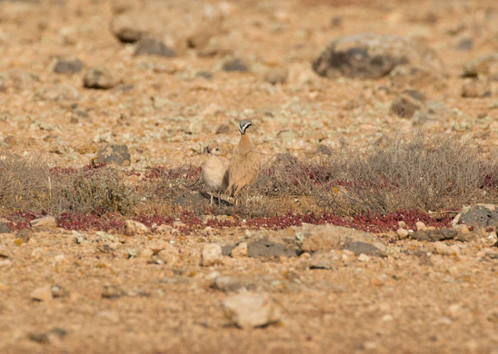Cream-coloured Coursers - Adult and Chick