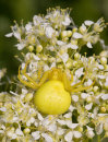 Crab Spider