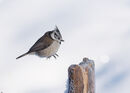 Crested Tit Landing