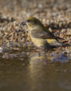 Common Crossbill (Female)