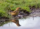 Crossbill at Water