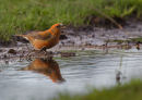 Crossbill at Water