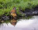 Crossbill at Water