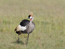 Crowned Crane