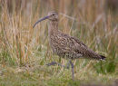 Curlew