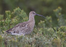 Curlew