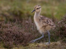Curlew (Juvenile)