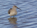 Curlew Sandpiper