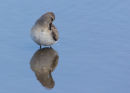Curlew Sandpiper
