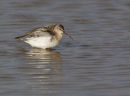Curlew Sandpiper