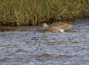 Curlew with Worm