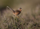 Dartford Warbler