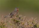 Dartford Warbler