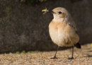 Desert Wheatear