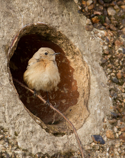 Desert Wheatear