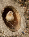 Desert Wheatear