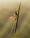 Dew-covered Mayfly