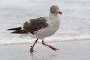 Dolphin Gull