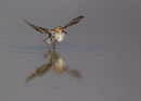 Dunlin