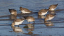 Dunlin Flock