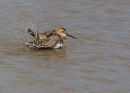 Dunlin