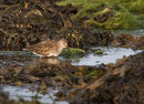 Dunlin