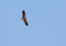 Egyptian Vulture (immature)