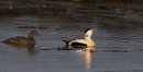 Eiders