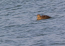 Eider Duck (female)
