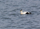 Eider Duck (male)