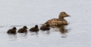 Eiders