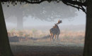 Fallow Deer