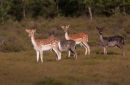 Fallow Deer