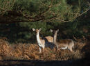 Fallow Deer