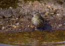 Female Siskin