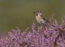 Female Stonechat with Food For Young