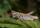 Field Grasshopper