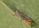 Field Grasshopper
