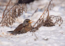 Fieldfare Swallowing Fruit