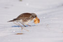 Fieldfare eating Apple