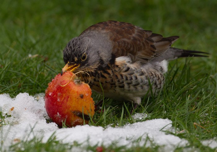 A Very Hungry Fieldfare