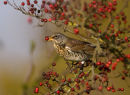 Fieldfare Eating Hawthorn Berry