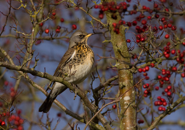Fieldfare in Hawthorn