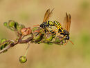 Figwort Sawflies