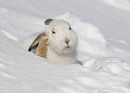 Mountain Hare Scratching