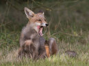 Red Fox